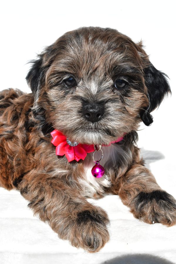 Miss Stalle The Cockapoo - Image 3