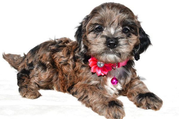 Miss Stalle The Cockapoo - Image 7