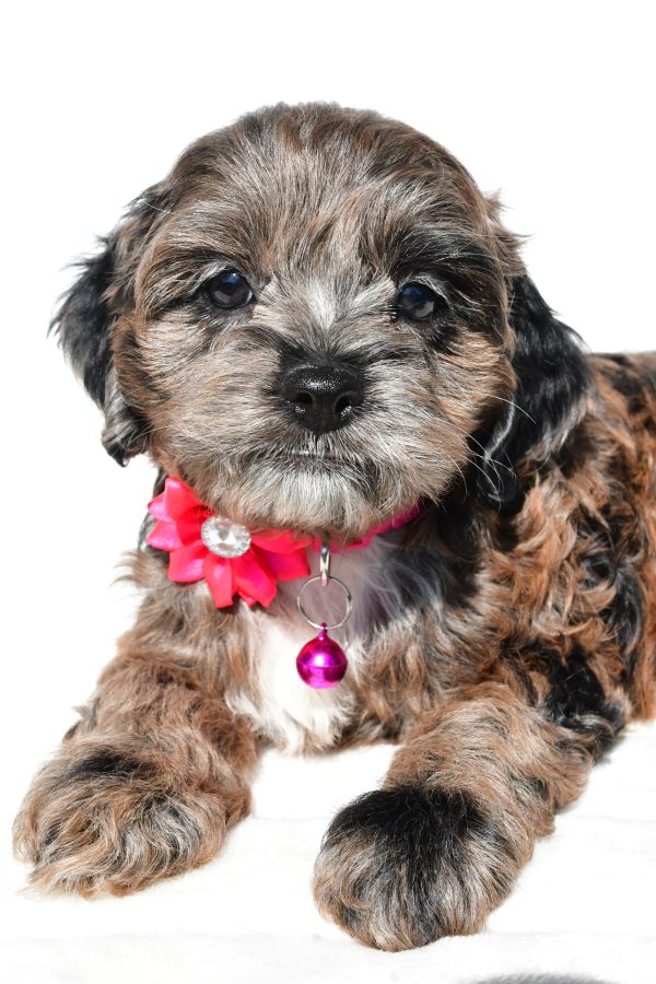 Miss Stalle The Cockapoo - Image 5