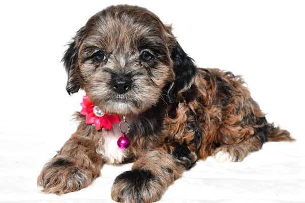 Miss Stalle The Cockapoo - Image 6