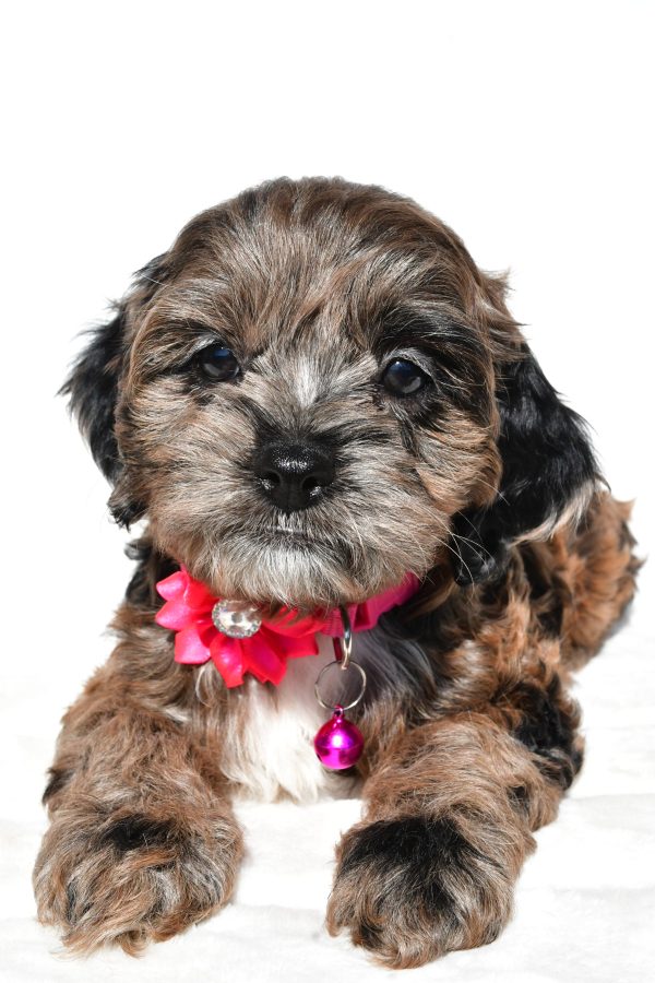 Miss Stalle The Cockapoo - Image 4