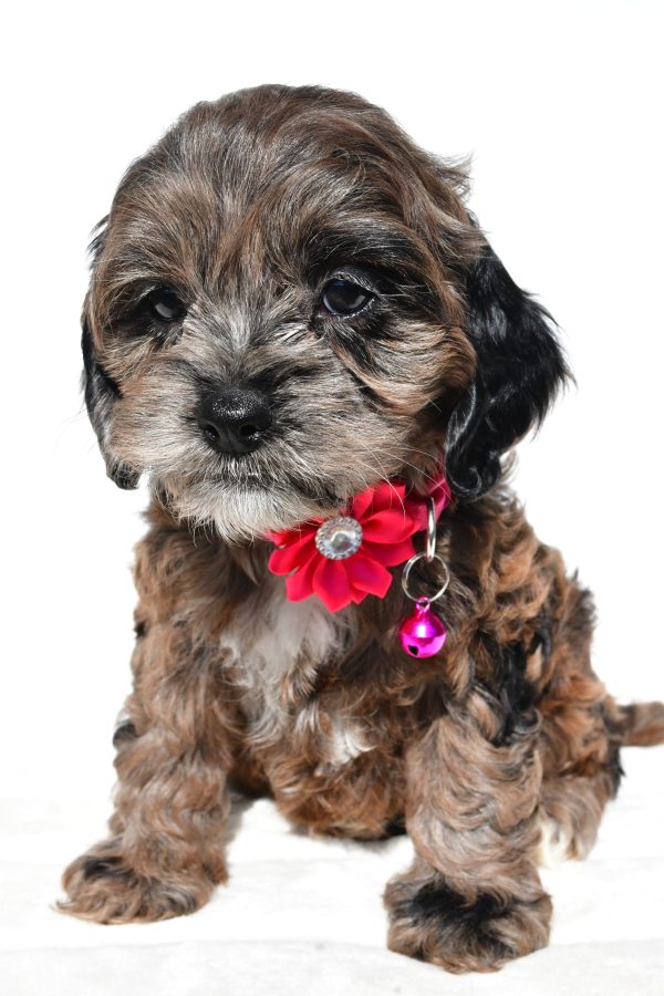 Miss Stalle The Cockapoo - Image 2