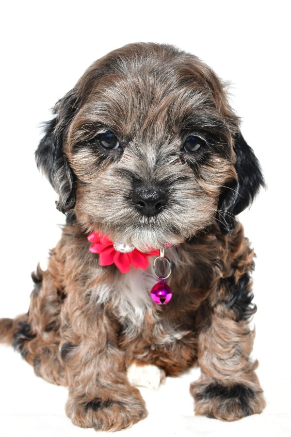 Miss Stalle The Cockapoo