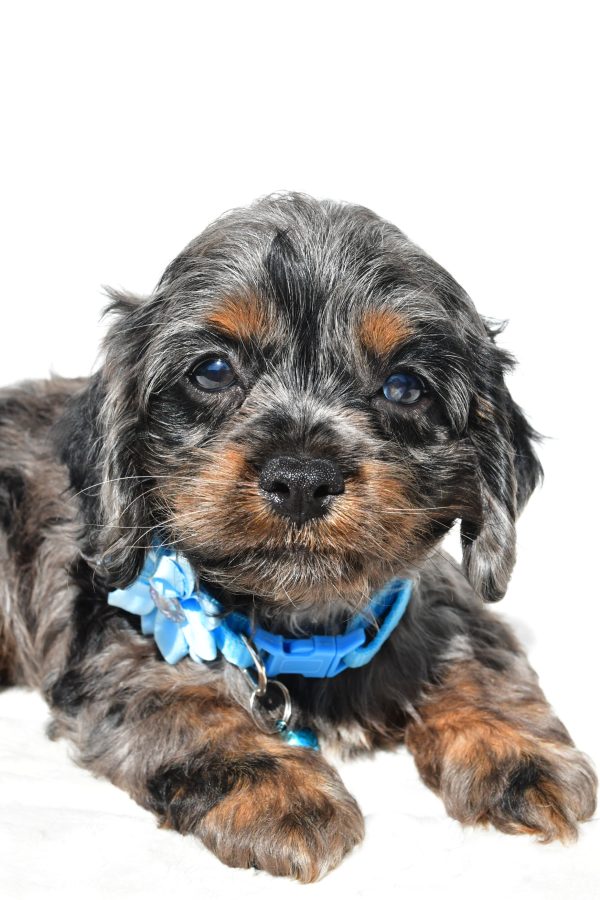 Miss Stacey The Cockapoo - Image 2