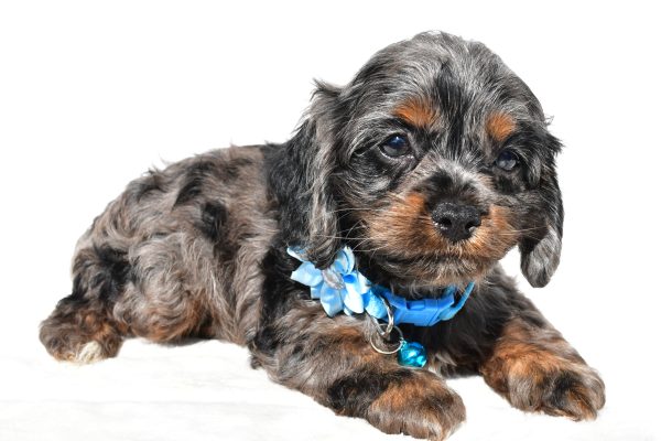 Miss Stacey The Cockapoo - Image 3