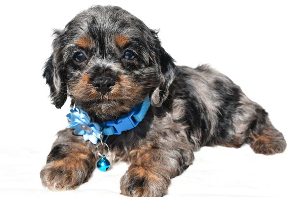 Miss Stacey The Cockapoo - Image 4