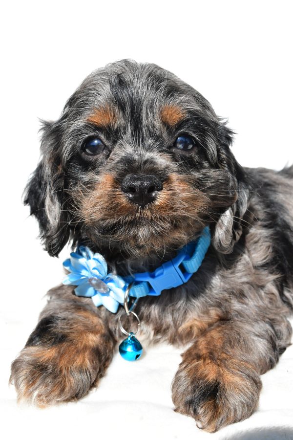 Miss Stacey The Cockapoo - Image 5