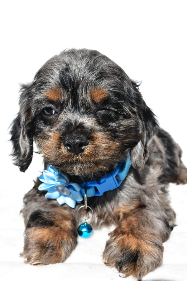 Miss Stacey The Cockapoo - Image 6