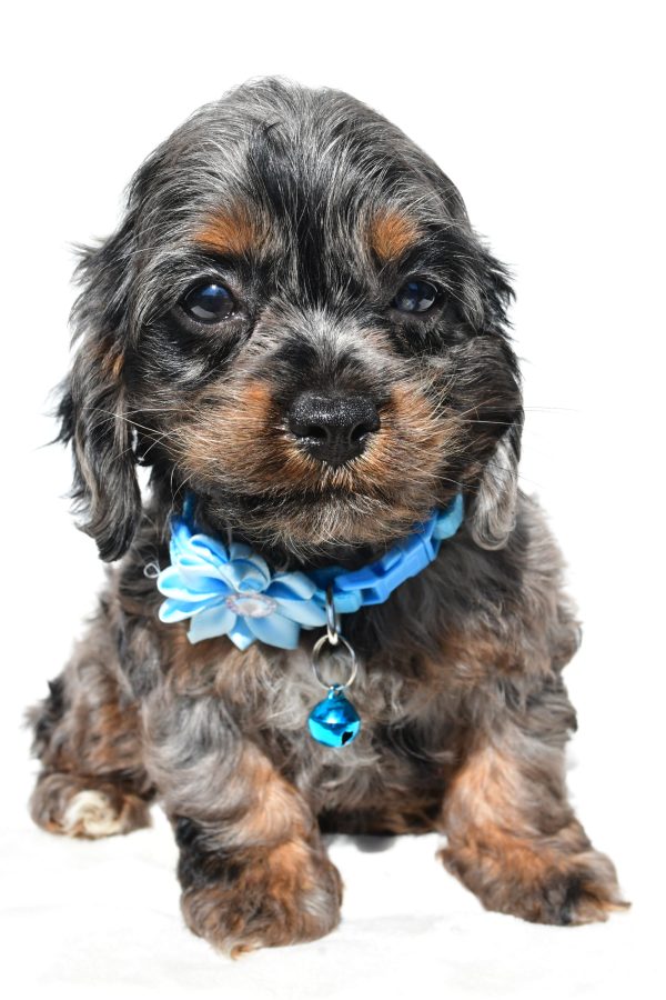 Miss Stacey The Cockapoo - Image 7