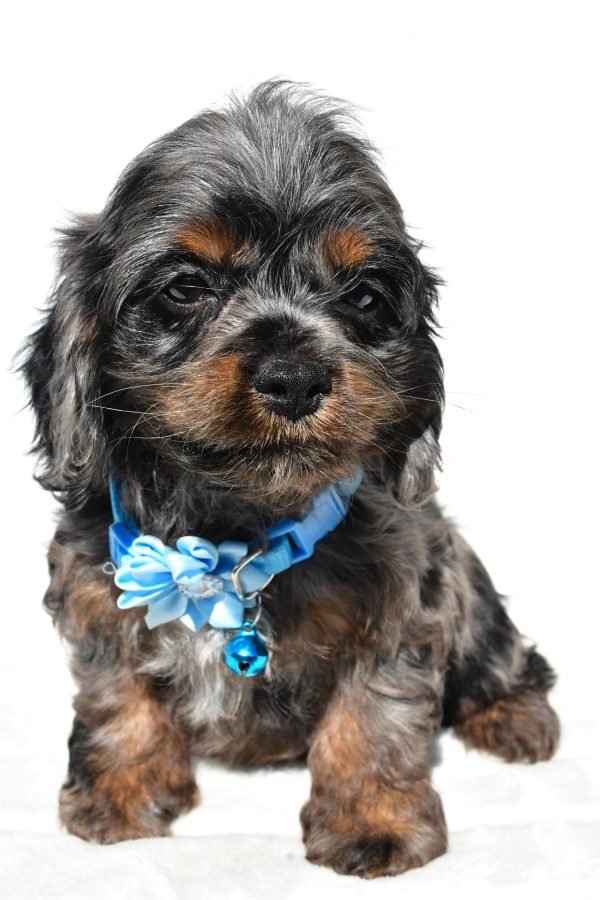 Miss Stacey The Cockapoo