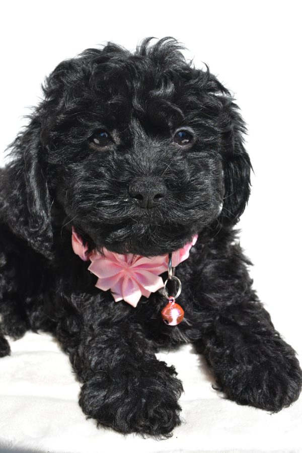 Miss Sheila The Cockapoo - Image 5