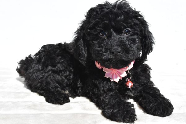 Miss Sheila The Cockapoo - Image 6