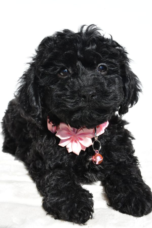 Miss Sheila The Cockapoo - Image 4