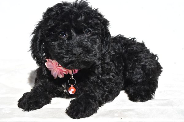Miss Sheila The Cockapoo - Image 7