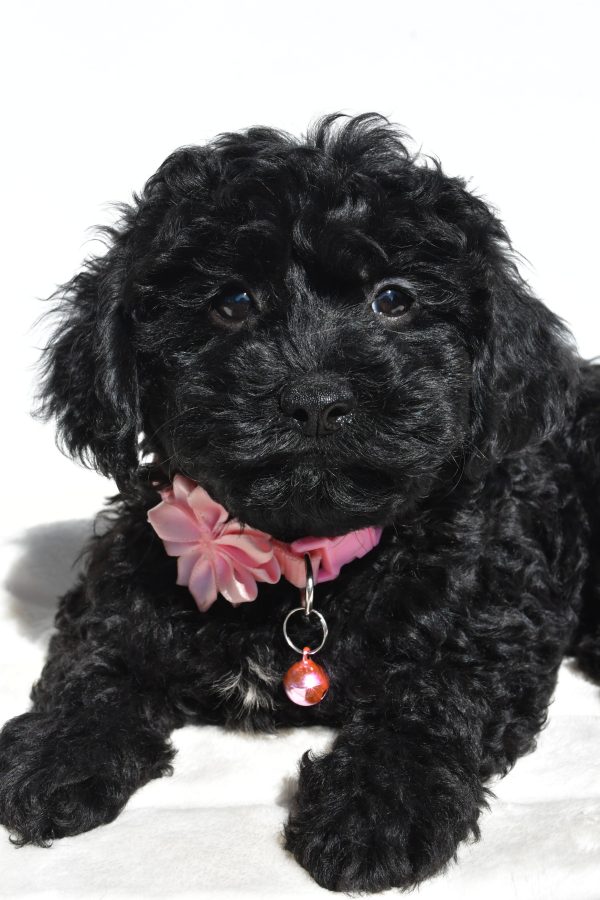 Miss Sheila The Cockapoo - Image 3