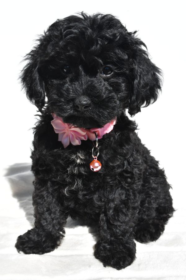 Miss Sheila The Cockapoo - Image 2