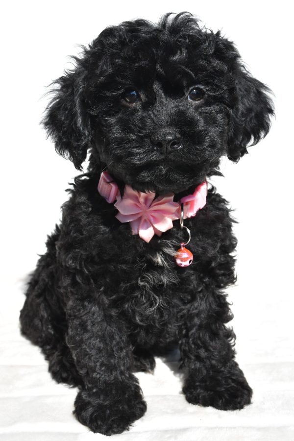 Miss Sheila The Cockapoo