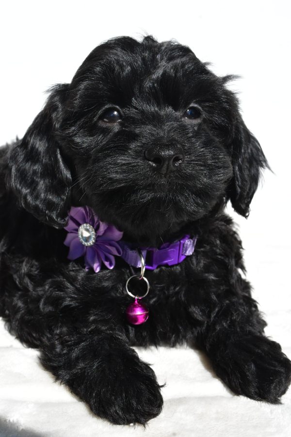 Miss Sasha The Cockapoo - Image 4