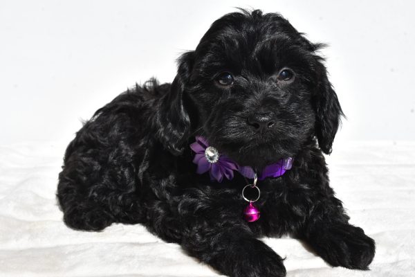 Miss Sasha The Cockapoo - Image 5