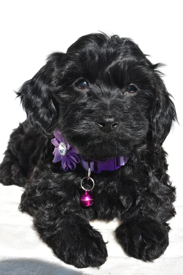Miss Sasha The Cockapoo - Image 3