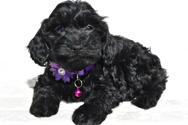 Miss Sasha The Cockapoo - Image 6