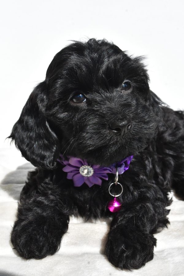 Miss Sasha The Cockapoo - Image 7