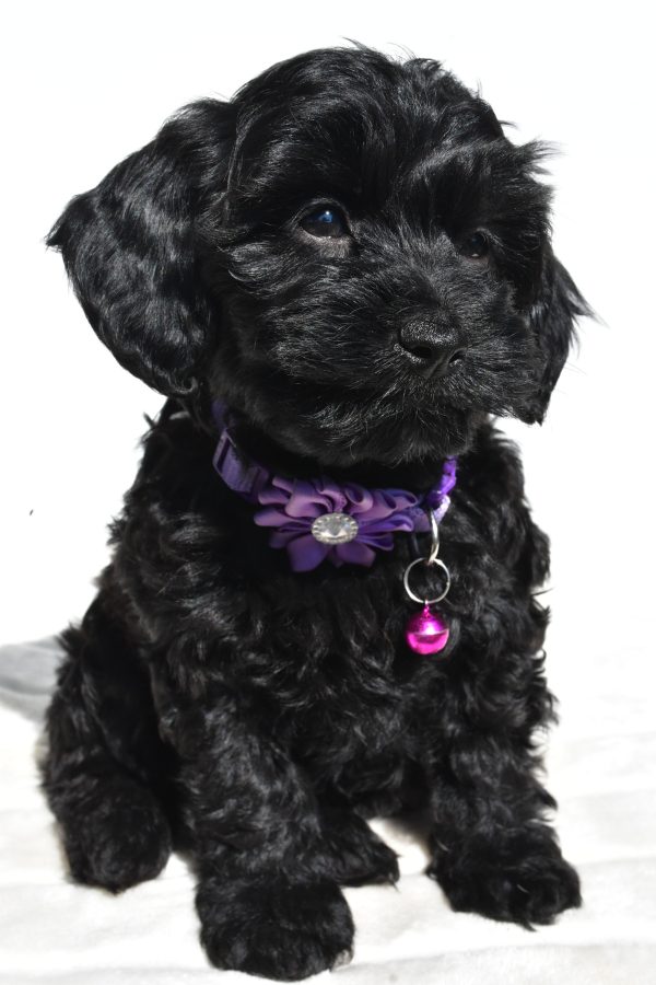 Miss Sasha The Cockapoo - Image 2