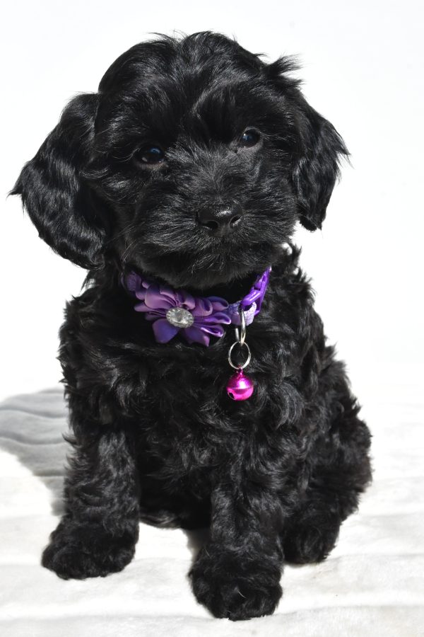 Miss Sasha The Cockapoo