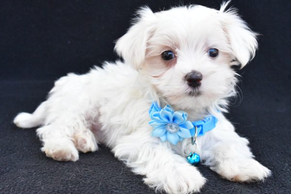 Miss Arianna The Maltese - Image 7