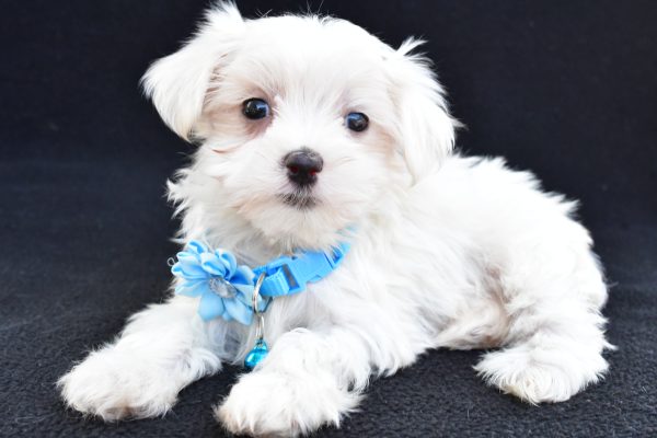 Miss Arianna The Maltese - Image 6