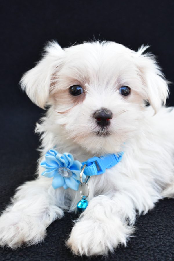 Miss Arianna The Maltese - Image 5