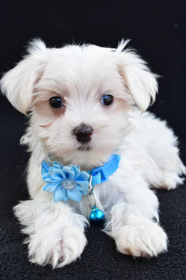 Miss Arianna The Maltese - Image 4