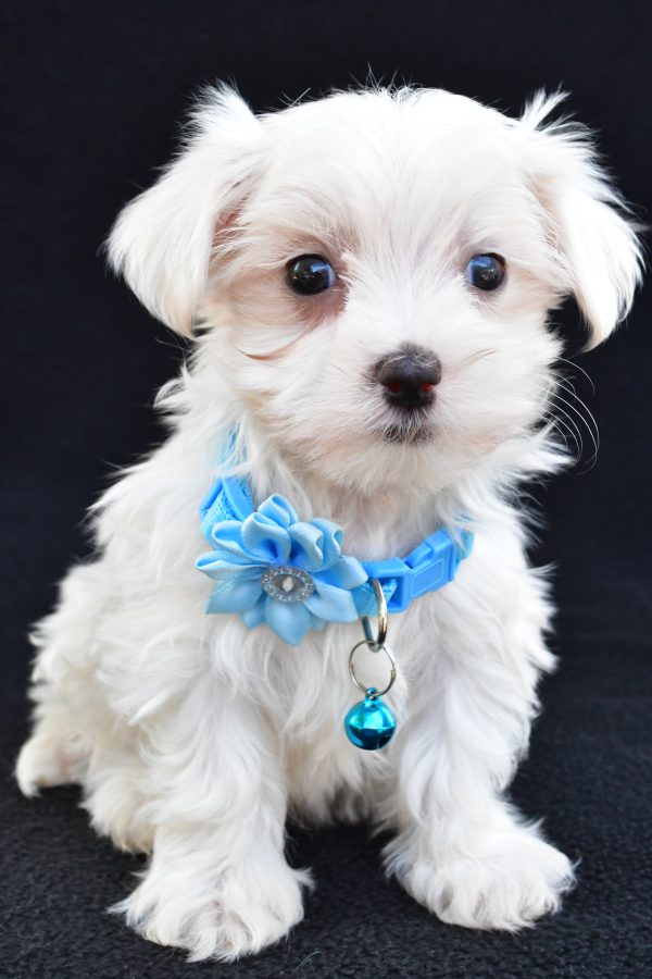 Miss Arianna The Maltese - Image 3