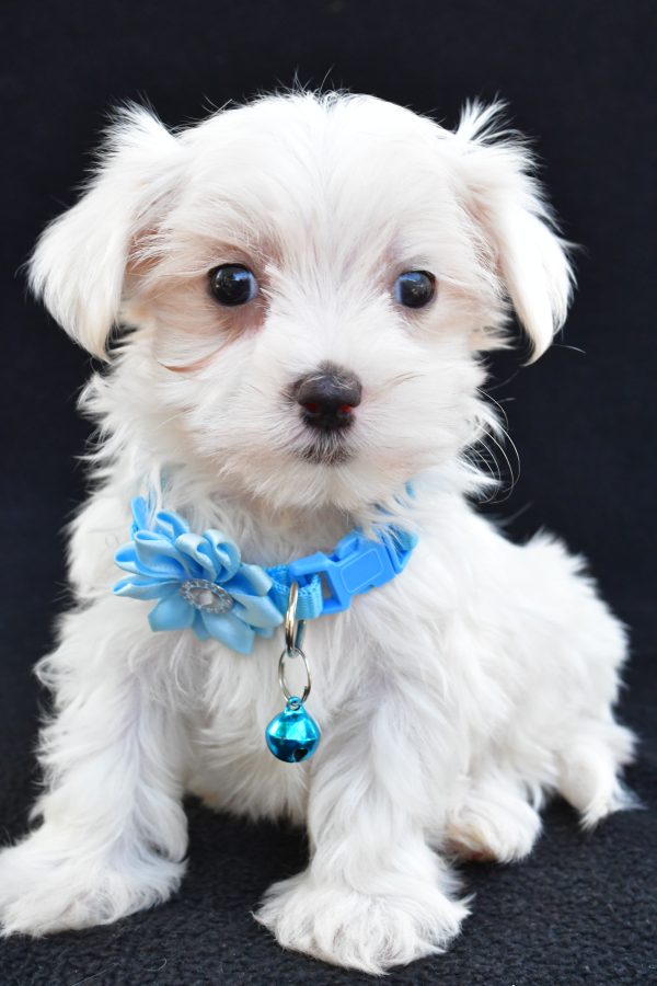 Miss Arianna The Maltese - Image 2