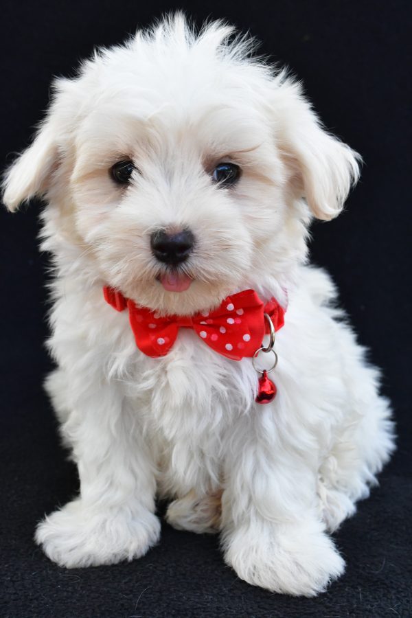Mr Alexander The Maltese - Image 2