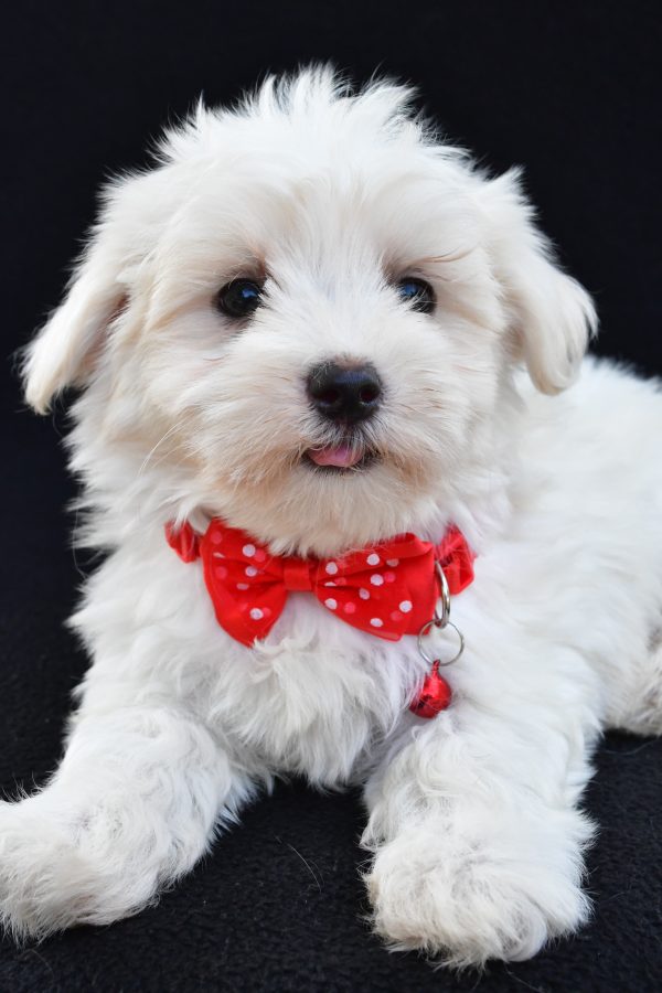 Mr Alexander The Maltese - Image 4