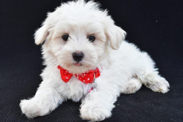 Mr Alexander The Maltese - Image 5