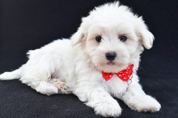 Mr Alexander The Maltese - Image 6