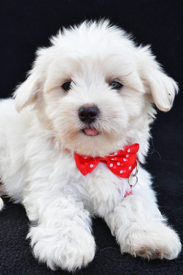 Mr Alexander The Maltese - Image 3