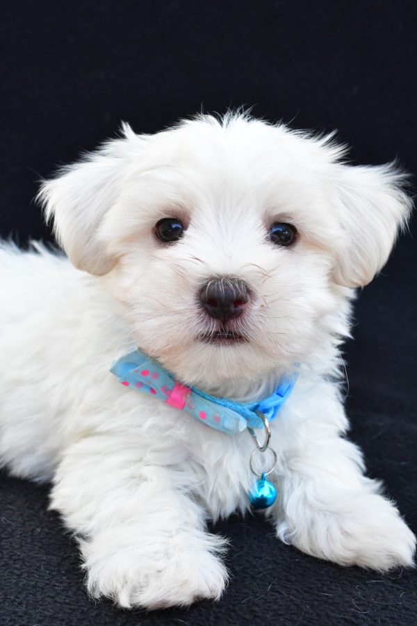 Mr Ashton The Maltese - Image 5
