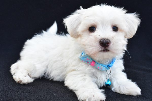 Mr Ashton The Maltese - Image 8