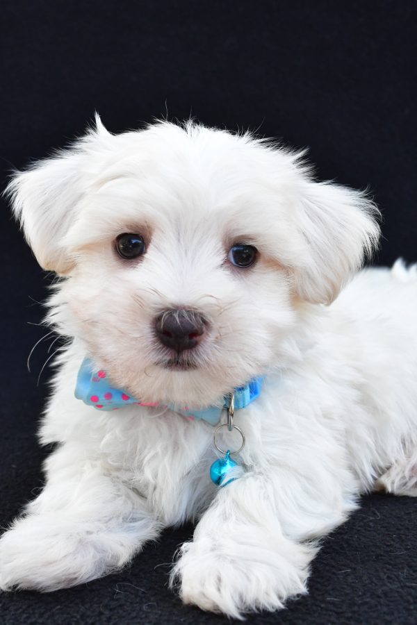 Mr Ashton The Maltese - Image 4