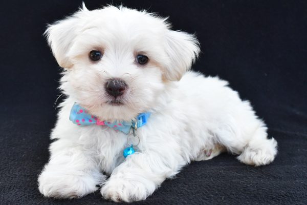 Mr Ashton The Maltese - Image 7