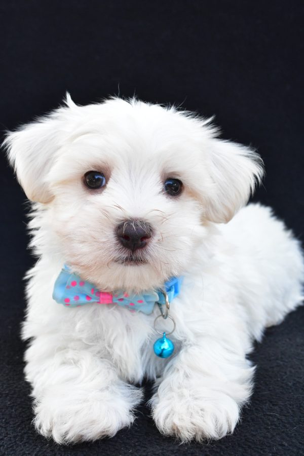 Mr Ashton The Maltese - Image 6