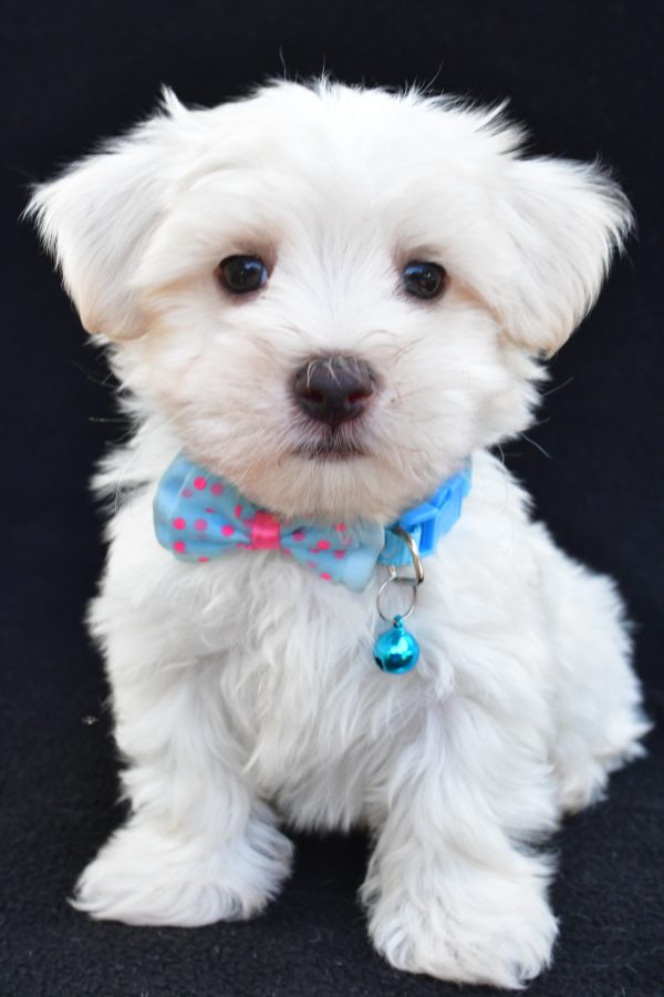 Mr Ashton The Maltese - Image 2