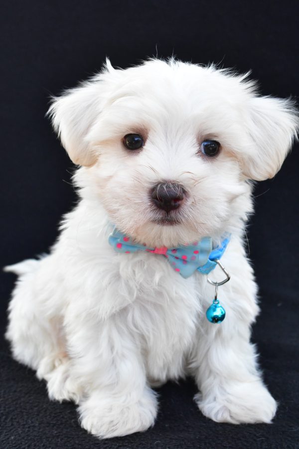 Mr Ashton The Maltese - Image 3