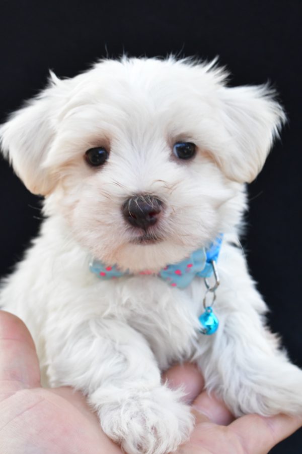 Mr Ashton The Maltese