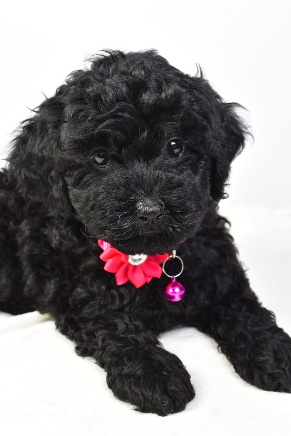 Miss Nicole The Cockapoo - Image 4