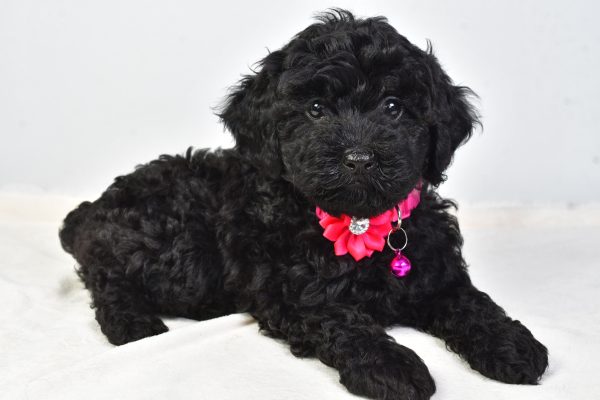 Miss Nicole The Cockapoo - Image 6