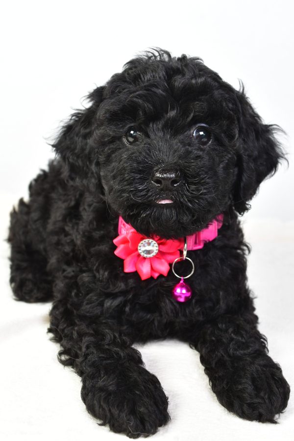 Miss Nicole The Cockapoo - Image 5